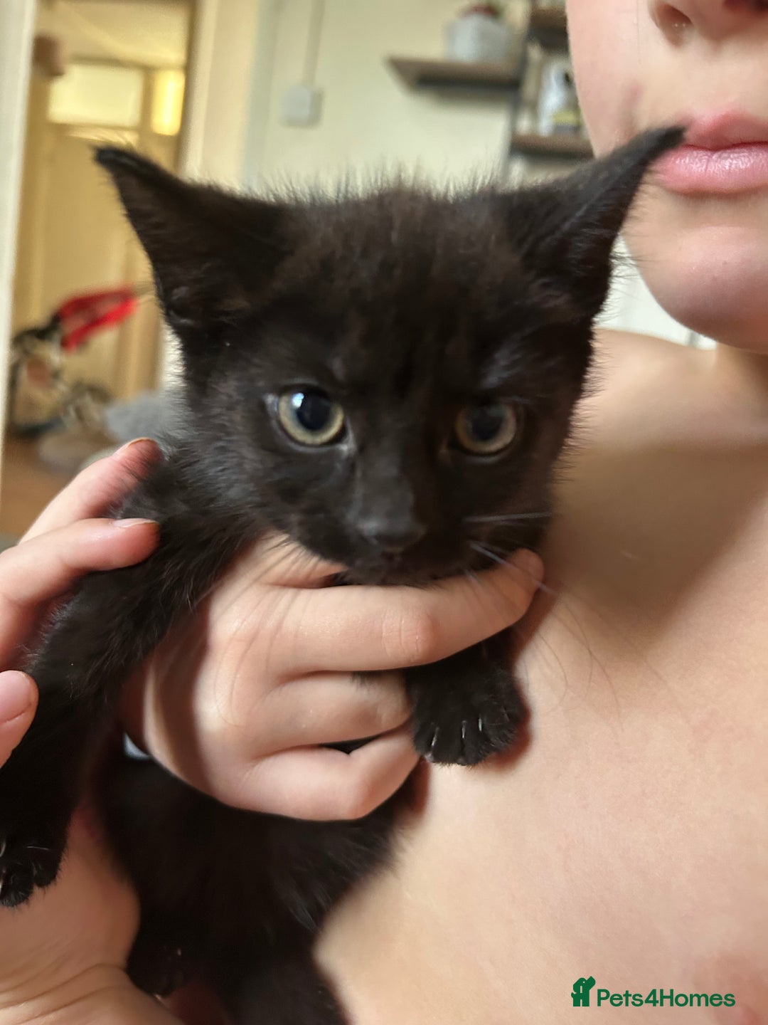 British Shorthair cats for sale: 1 tabby female 1 shaded female ready to go  - Advert 5