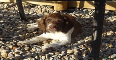 English Springer Spaniel dogs - Advert 3