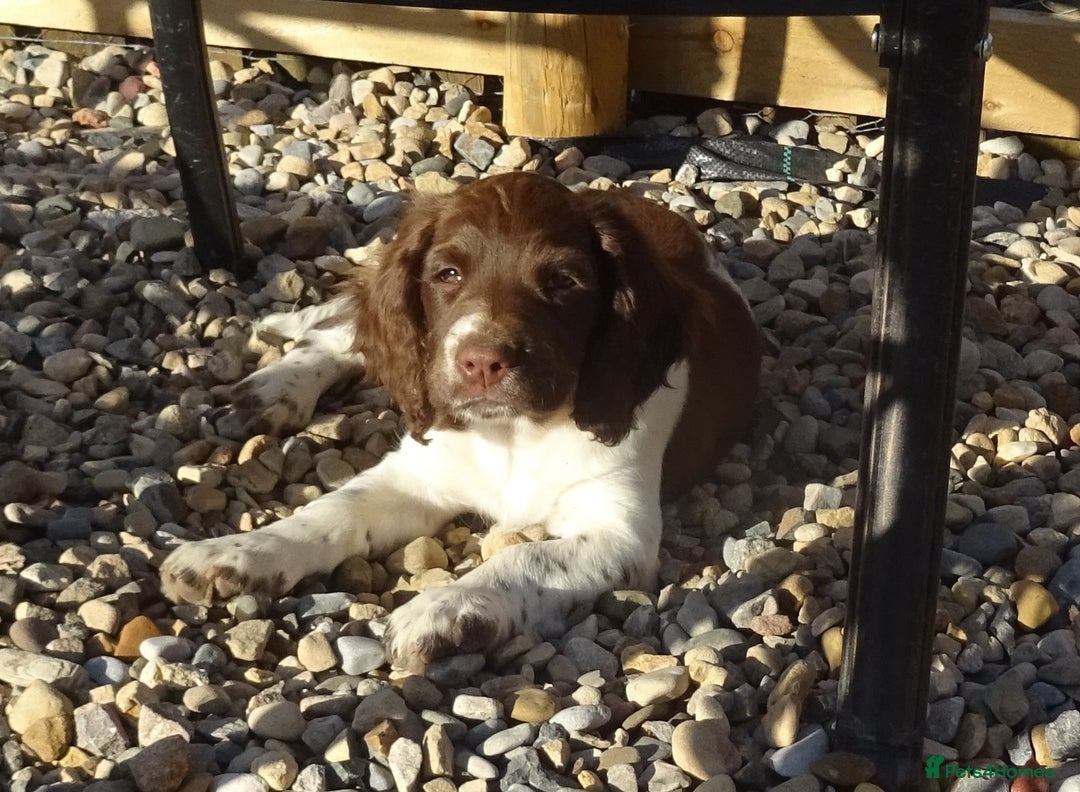 English Springer Spaniel dogs for sale: English Springer Spaniel Puppy 2 - English Springer Spaniel Puppies - Image 9
