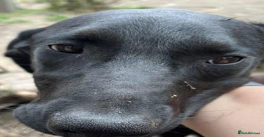 Mixed Breed dogs - Advert 3