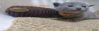 Russian Blue Kitten 3 - RESERVED