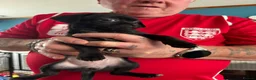 Mixed Breed dogs for sale: Imperial Shitzu cross Russian toy terrier tiny gir - Advert 7