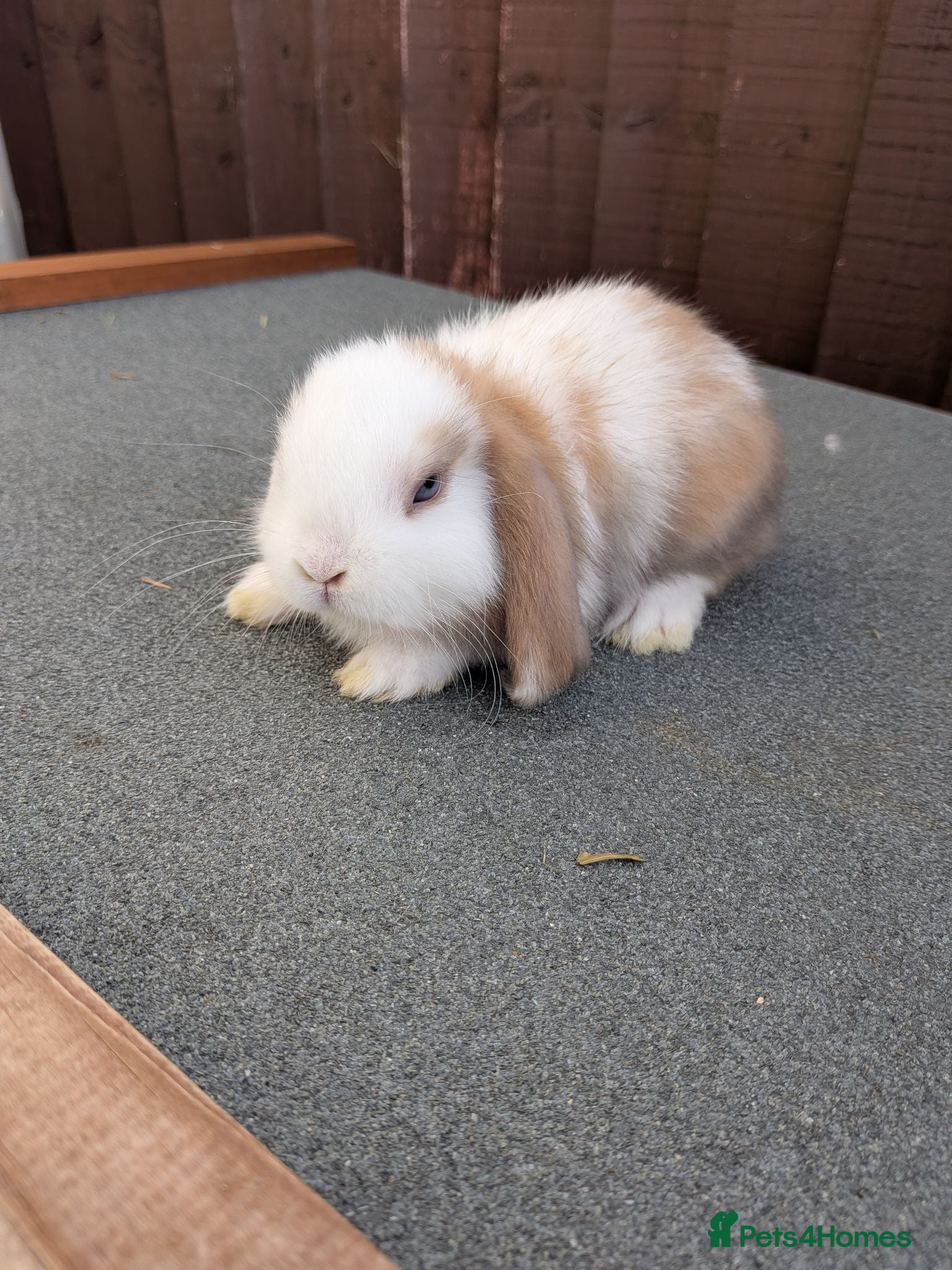 Mini Lop rabbits 3 x litters of Purebred Mini Lops AVAIL TO RESERVE - Advert 1