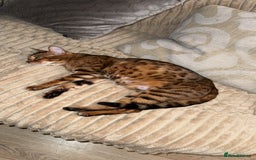 Bengal cats for sale: Bengal Kittens ( 14 WEEKS OLD )  - Image 1