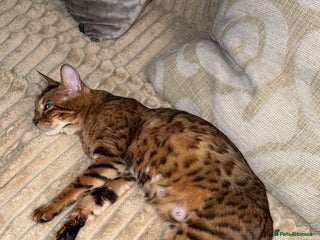 Bengal cats - Advert 1