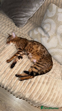 Bengal cats - Advert 2