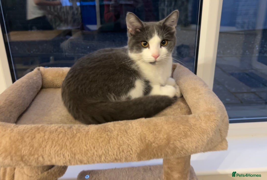 Ragdoll cats for sale: Beautiful Ragdoll x BSH - Advert 2