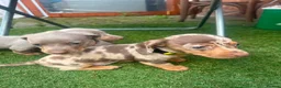Dachshund dogs for sale: ❤️ Miniature Dachshund Puppies for Sale 🐾 - Advert 13