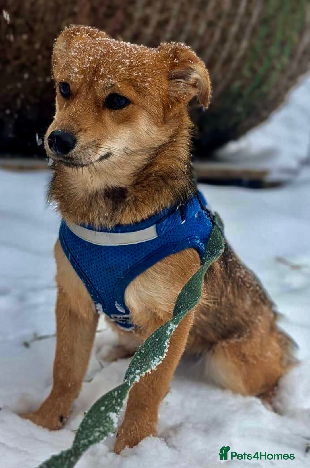 Border Collie dogs for adoption: 🐾 MAYA – Female Border Collie (Very Small) - Advert 1