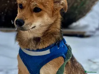 Border Collie dogs 🐾 MAYA – Female Border Collie (Very Small) - Advert 2