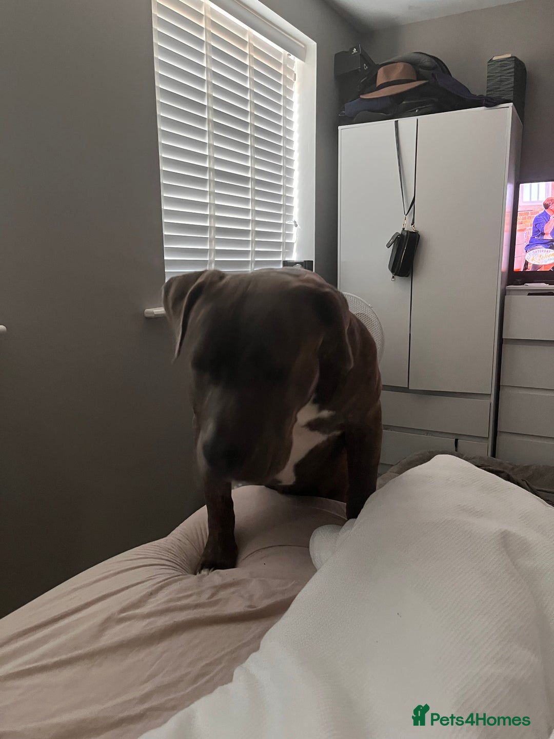 Mixed Breed dogs for sale: Corso/mastiff mix breed - Advert 7