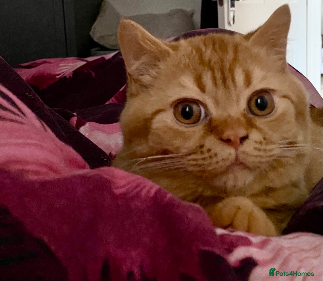 British Shorthair cats for sale: Re homing this Beautiful Boy - Image 21