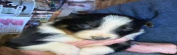 Border Collie dogs for sale: Border collie puppies  in Lingfield - Advert 8