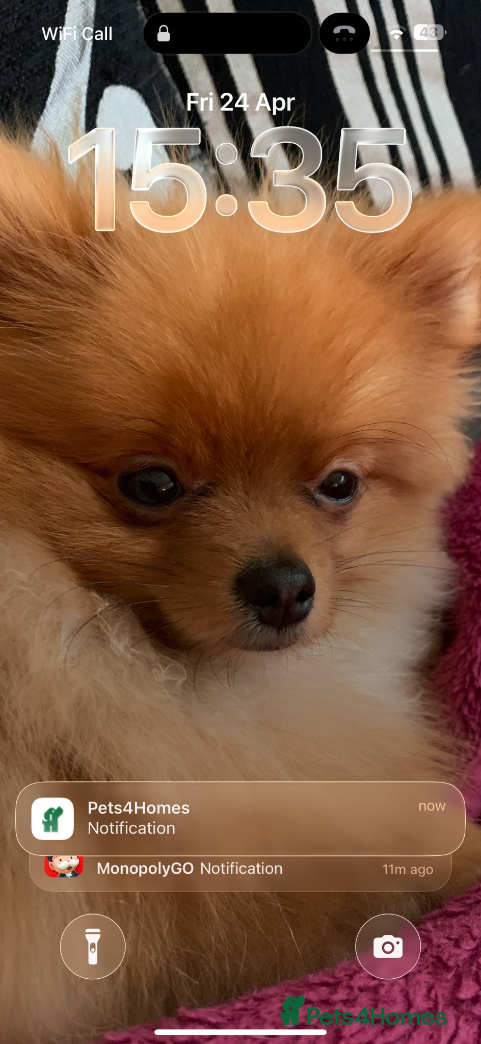 Pomeranian dogs Male Pomeranian - Advert 1