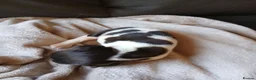 English Springer Spaniel dogs for sale: Springer spaniel - Advert 8