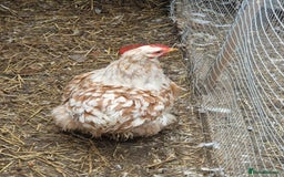 Chickens poultry for sale: Chickens - Advert 1