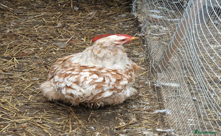 Chickens poultry Chickens - Advert 1