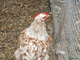 Chickens poultry for sale: Chickens - Advert 1