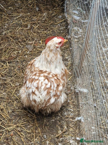 Chickens poultry Chickens - Advert 1