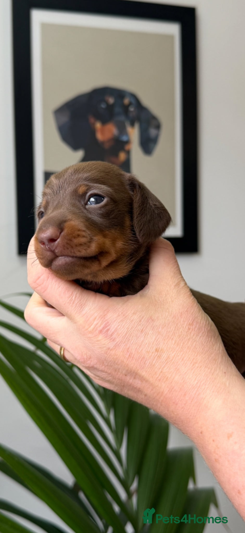 Miniature Dachshund dogs Exceptional Litter Of Smooth Haired Mini Dachshund - Advert 1