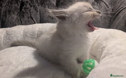Ragdoll cats for sale: 💕💛GCCF Registered 💛💕Pedigree Ragdoll kittens - Image 10