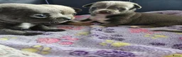 Chihuahua dogs for sale: Five Smoothcoat Chihuahua puppies for sale - Advert 18