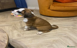 Boxer dogs for sale: Stunning kc reg boxer babies 2 girls remaining  - Image 4
