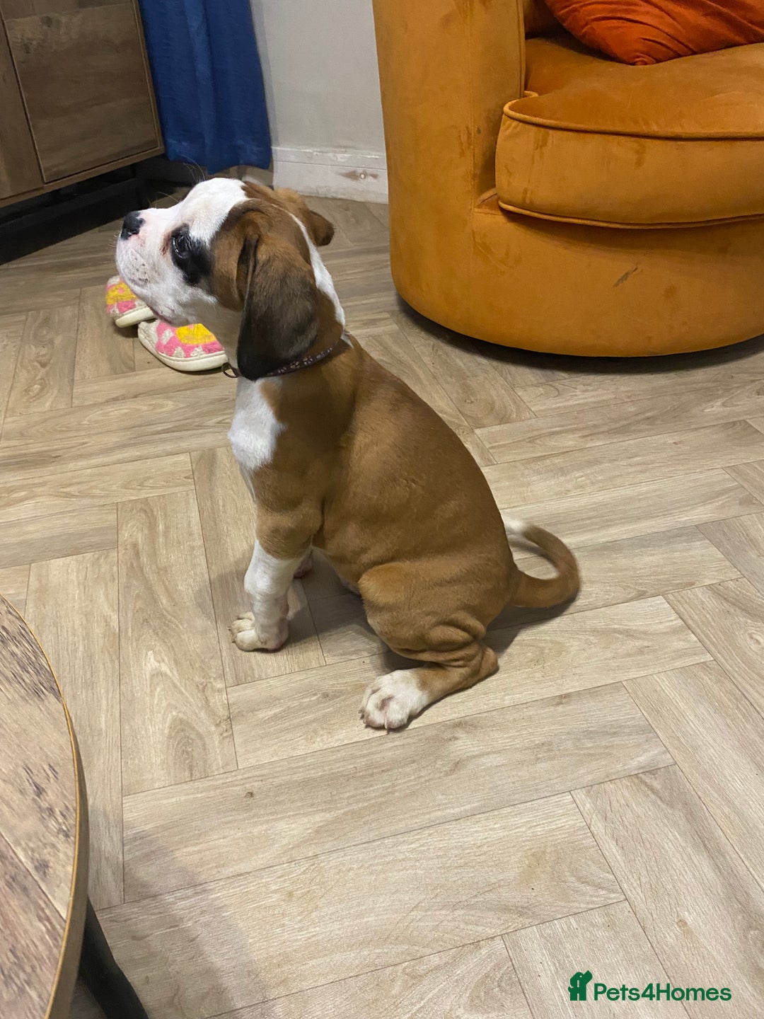 Boxer dogs for sale: Stunning kc reg boxer babies 2 girls remaining  - Image 4