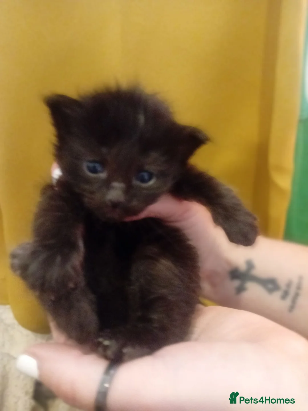 Russian Blue cats for sale: Russian blue mix with Scottish fold  - Advert 6