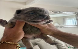 French Bulldog dogs for sale: Visual fluffy French bulldogs  - Image 5