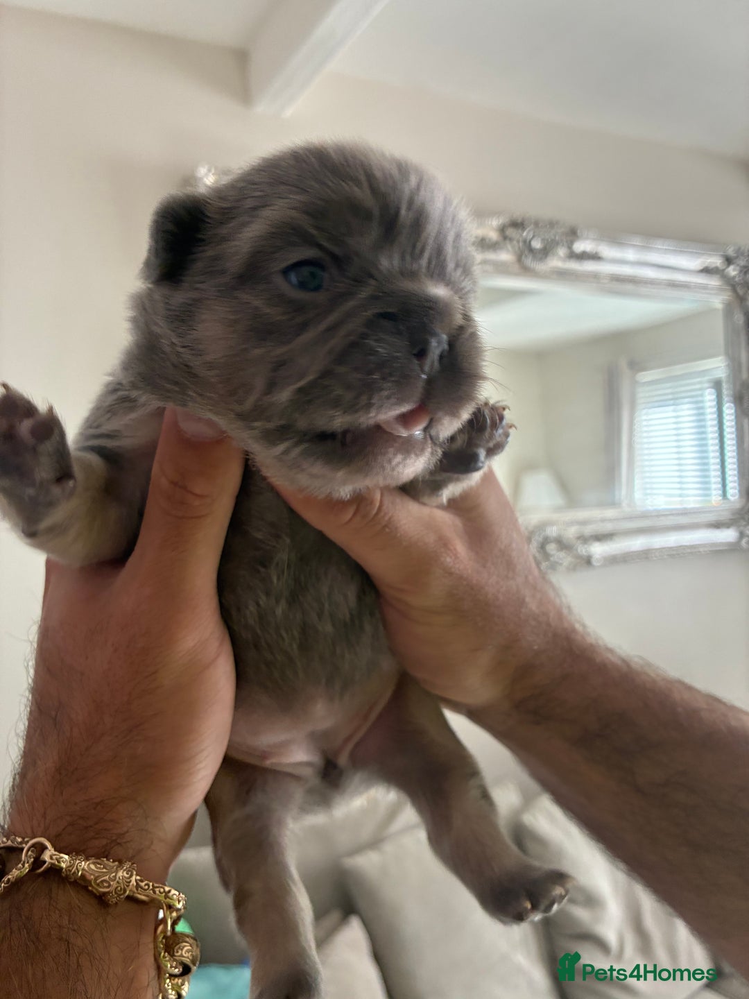 French Bulldog dogs for sale: Visual fluffy French bulldogs  - Image 5