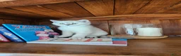 British Shorthair cats for sale: ​Rare Female BSH Kittens: Pedigree Parents Only  - Advert 34
