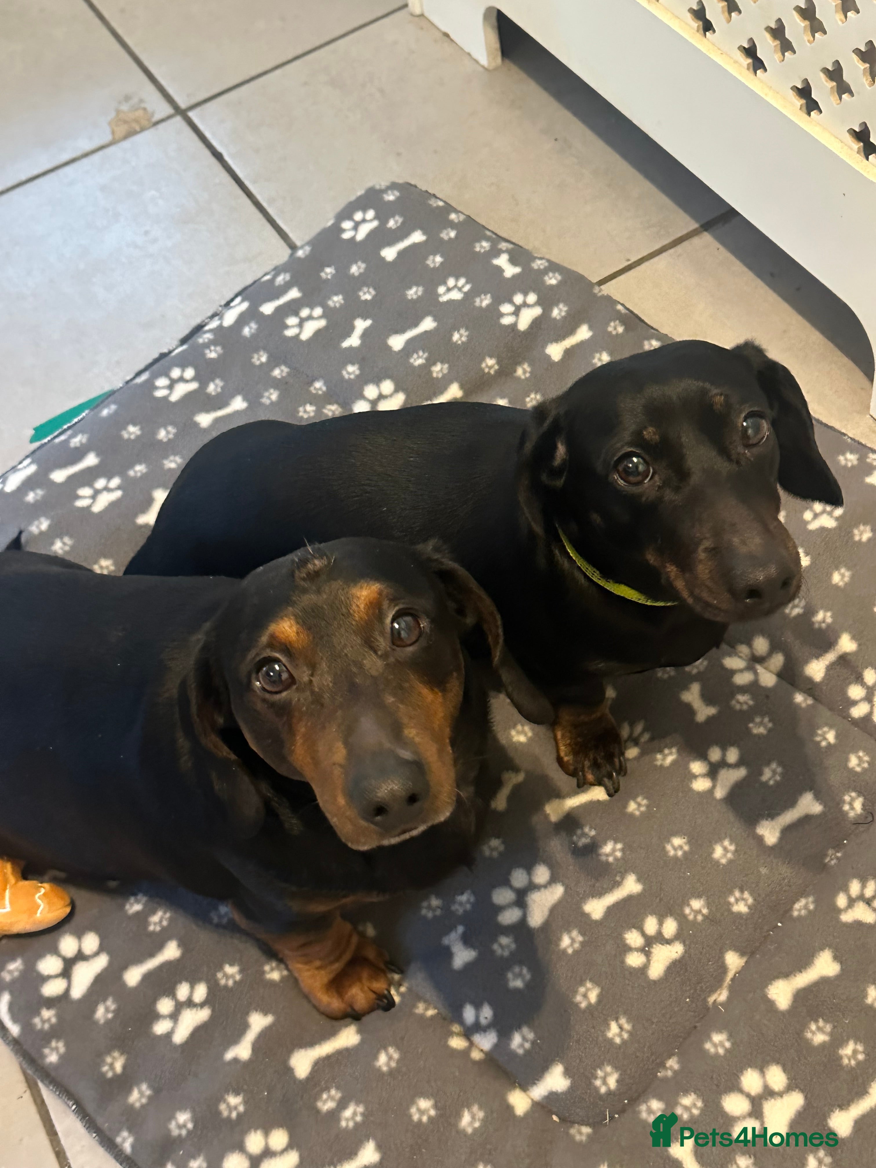 Dachshund dogs Dachshunds Pair | BEAUTIFUL!  - Advert 10