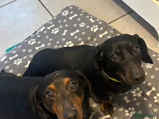 Dachshund dogs Dachshunds Pair | BEAUTIFUL! - Advert 2