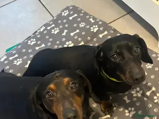 Dachshund dogs Dachshunds Pair | BEAUTIFUL! - Advert 20