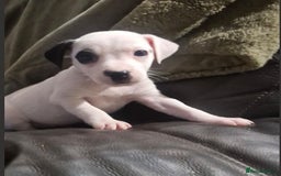 Jack Russell dogs for sale: 2 Adorable Jack Russell puppies  - Advert 7