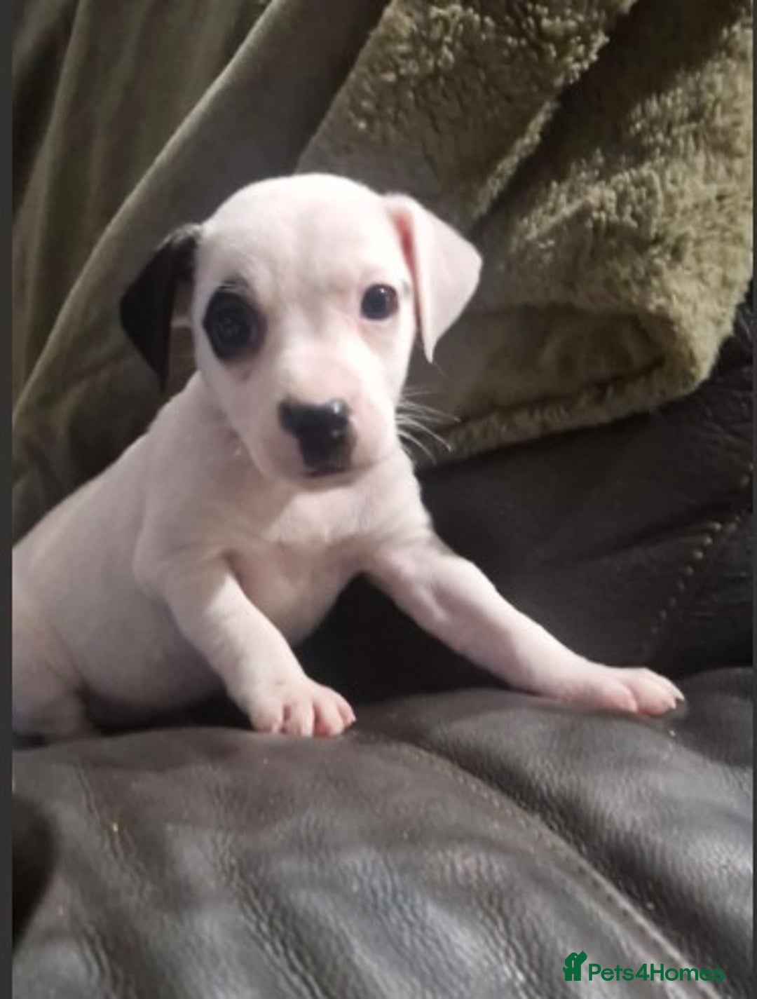 Jack Russell dogs for sale: 2 Adorable Jack Russell puppies  - Advert 7