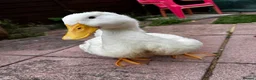 Ducks poultry for sale: Pekin Ducks x3  - Advert 3