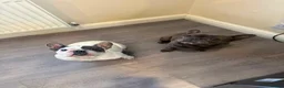 French Bulldog dogs for sale: French Buldog  - Advert 2