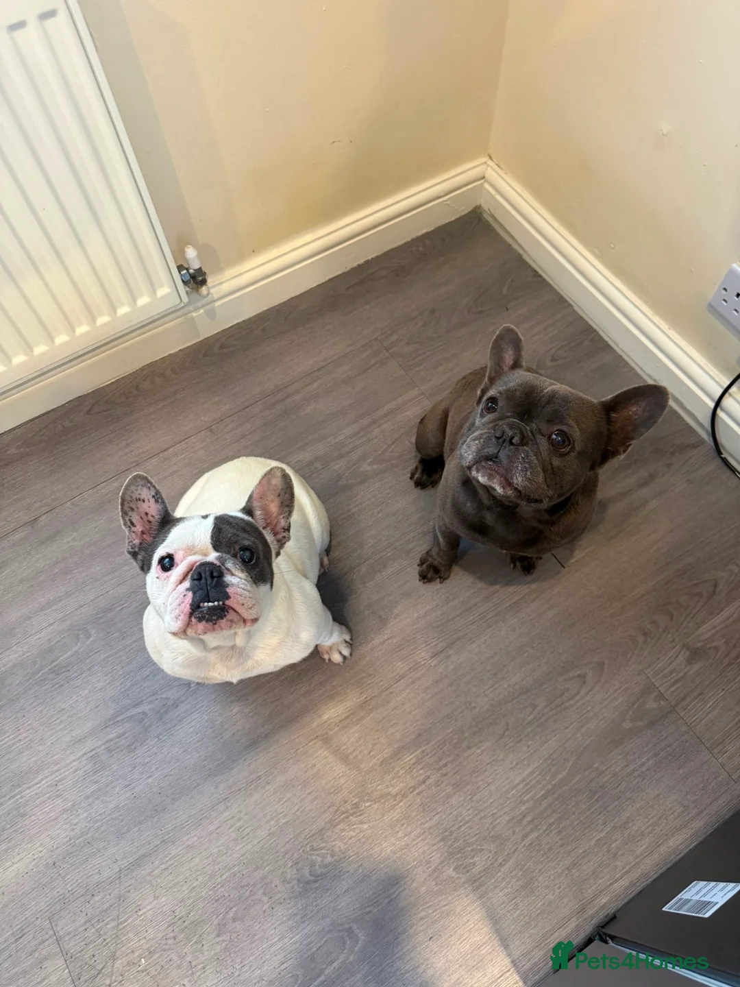 French Bulldog dogs for sale: French Buldog  - Advert 2