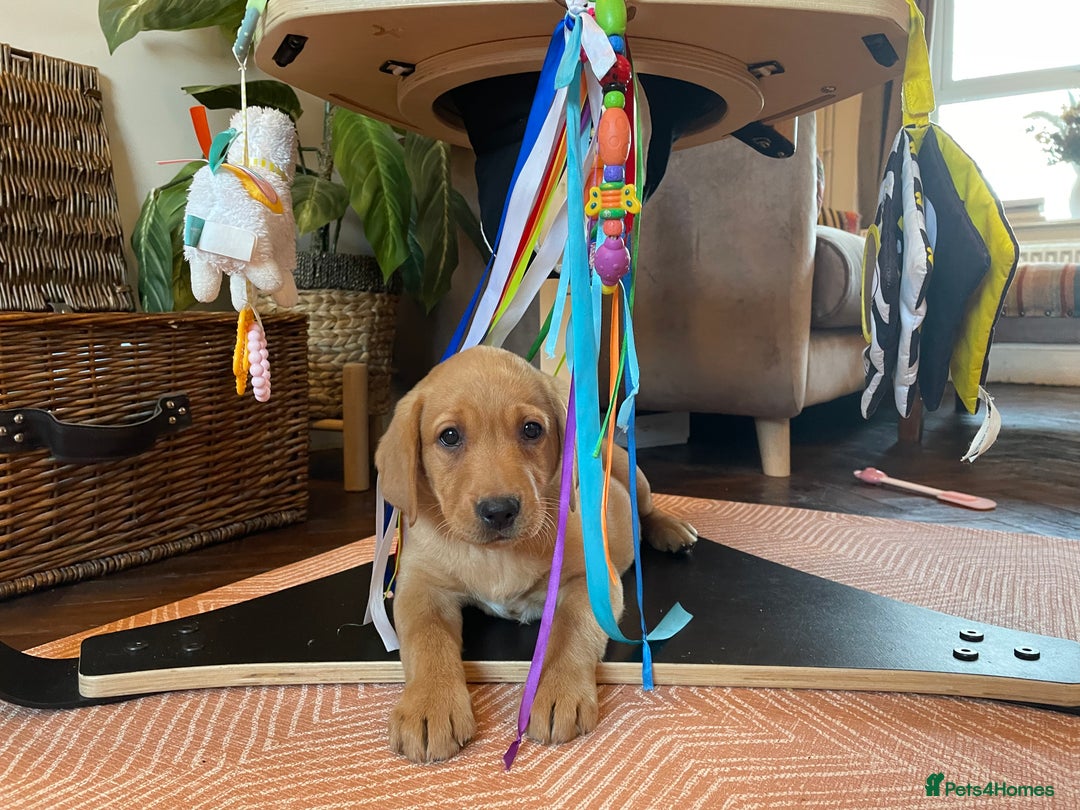 Labrador Retriever dogs for sale: Red Labrador Puppies - Stroud - Image 10