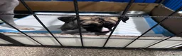 Whippet dogs for sale: whippet pups in Tredegar - Advert 9