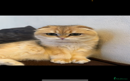 Scottish Fold cats for sale: Chinchilla golden Scottish fold - Image 1