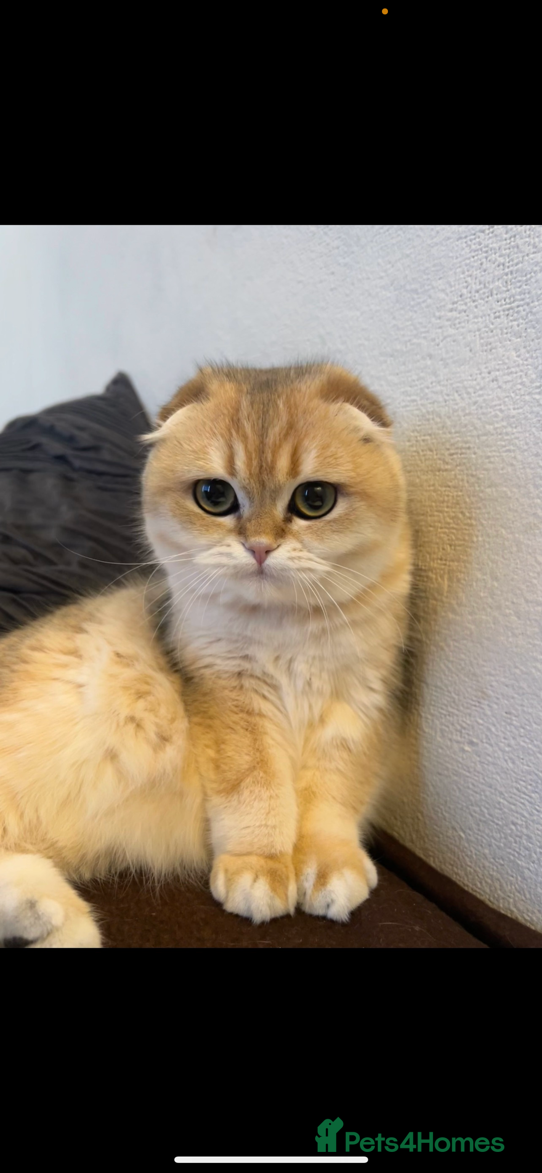 Scottish Fold cats for sale: Chinchilla golden Scottish fold - Image 1