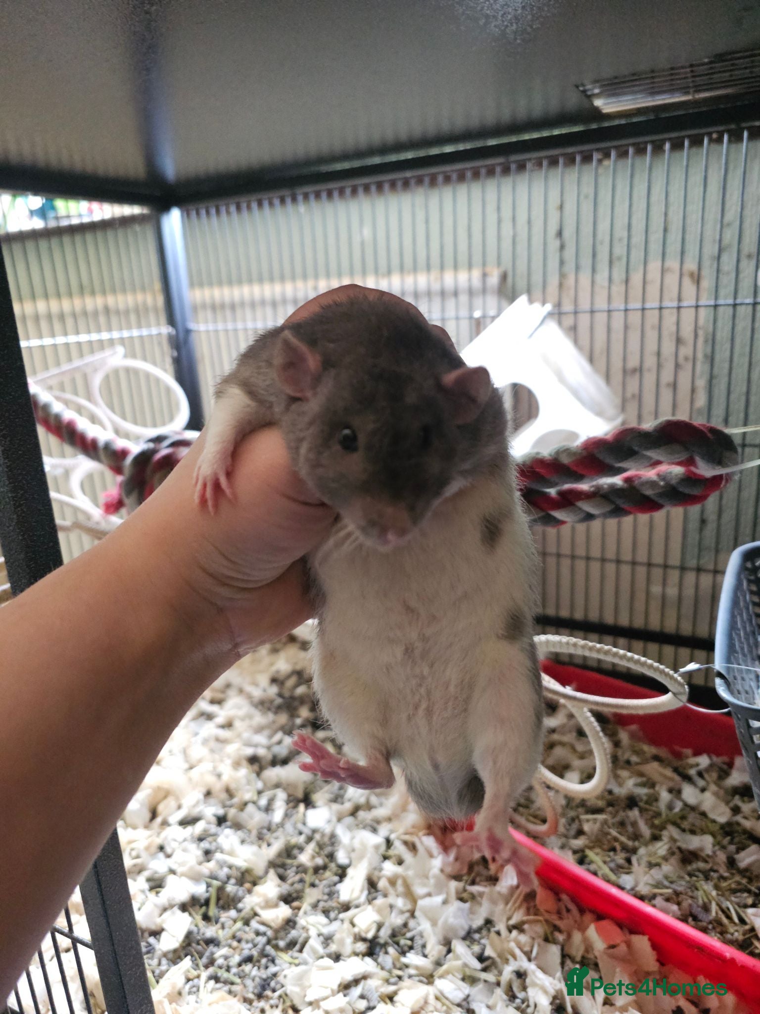 Rat rodents Baby Dumbo Rats - Rex, DRex & Smooth - Advert 2
