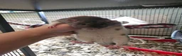 Rat rodents for sale: Baby Dumbo Rats - Girls - FOR RESERVE - REX, DR - Advert 13