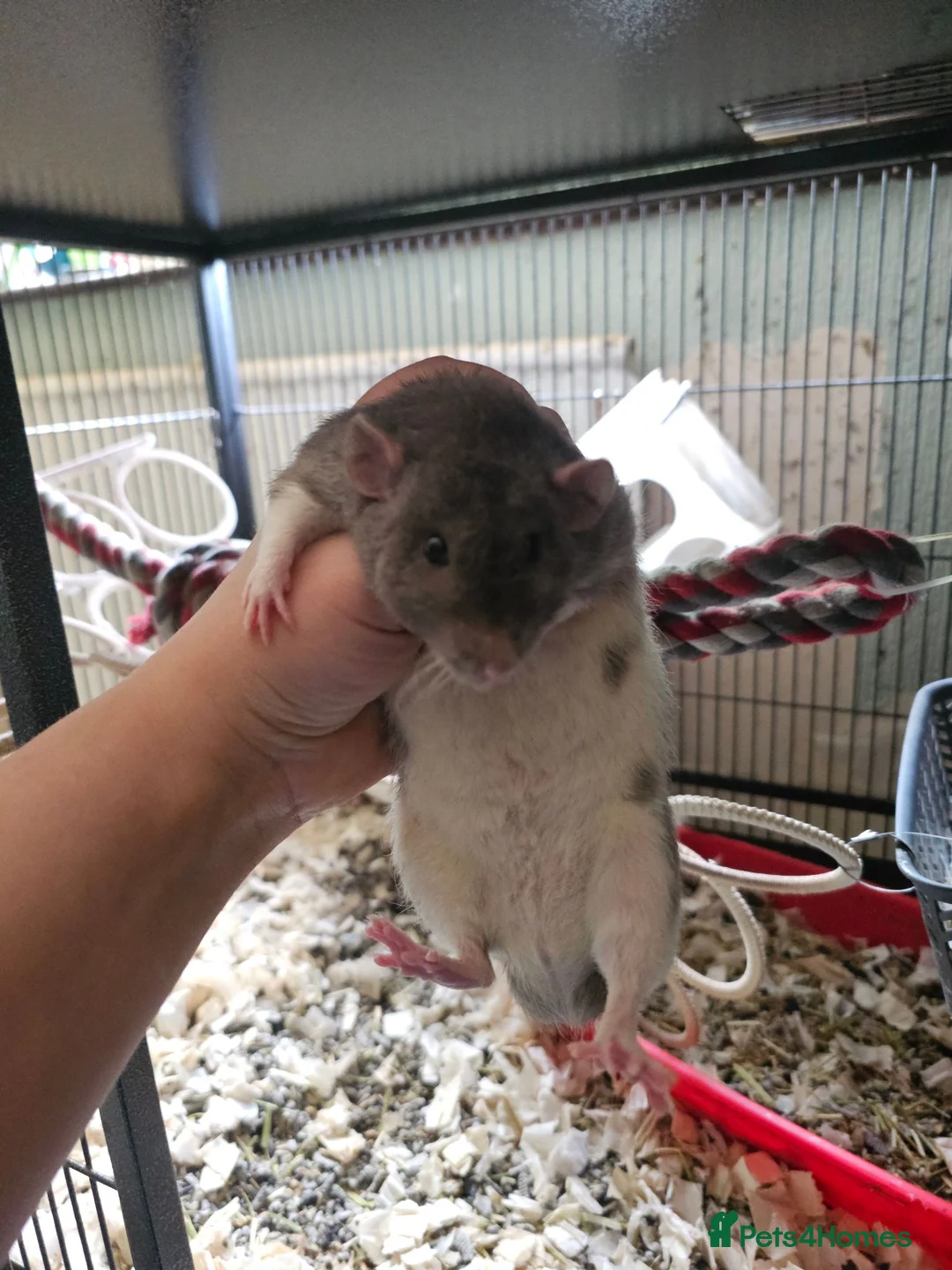 Rat rodents for sale: Baby Dumbo Rats - Girls - FOR RESERVE - REX, DR - Advert 13