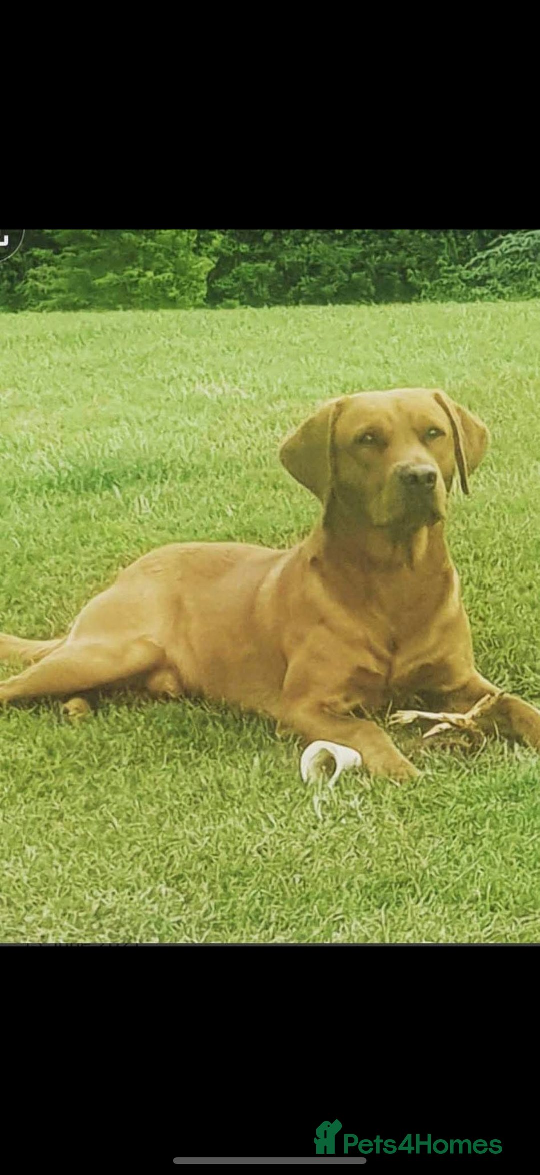 Labrador Retriever dogs for sale: Kc Registered Red Labradors - Image 9