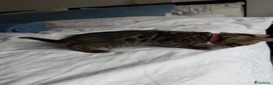 Bengal Kitten 3