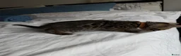 Bengal cats for sale: Bengal Kittens Available  - Advert 6